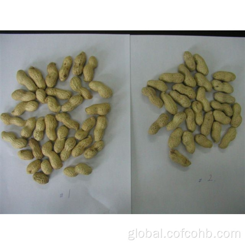 Groundnut in Shells SEA FLOWER peanut in shells Shandong origin Supplier